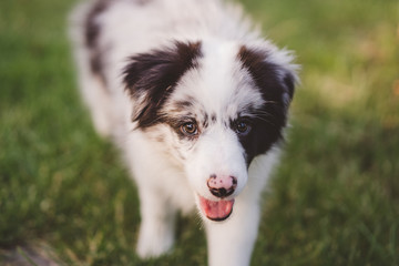 Puppy border collie in the garden