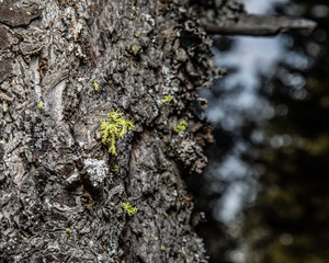 moss on tree