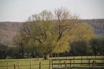 Wild willow and pear trees in the meadow