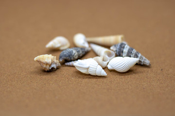 Fototapeta na wymiar Concept of a holiday at the sea, shells on the sand close-up.Holidays, sea trips