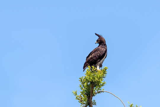 Long-crested eagle perched on a tree in the Masai Mara, horizontal format