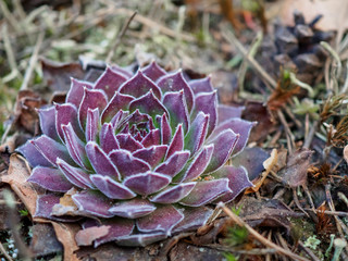Purple succulent in a spring green forest