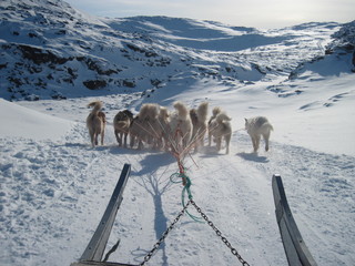 Dogs pulling a sledge, Greenland