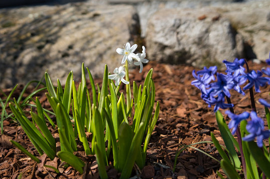 Schneeglöckchen Hyazinthen Frühlingsblumen im Blumenbeet im März und April