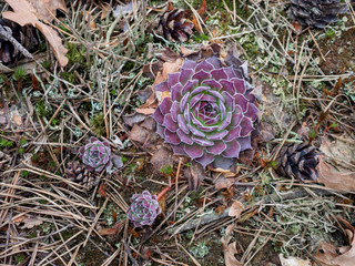 Juicy purple succulent in early spring in the forest