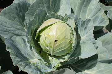 Obraz premium Cabbage (Brassica oleracea) crop damaged by pest. 