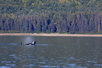 Strait Point, Alaska / USA - August 13, 2019: Orca at Strait Point, Strait Point, Alaska, USA
