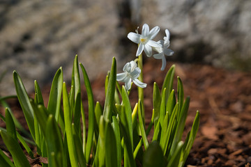 Schneeglöckchen Frühlingsblumen im Blumenbeet im März und April