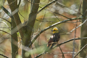 The beautiful yellowhammer, Emberiza citrinella, small singing bird sitting on the branch of the tree during sunny spring day. Passerine bird in the bunting family that is native and common in Eurasia