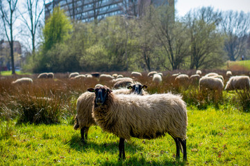 Fototapeta premium Staring sheep. A flock of sheep on a sunny day in the middle of a city with an apartment building in the background.