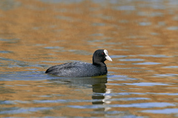 The Eurasian coot, Fulica atra, also known as the common coot, or Australian coot, is a member of the bird family, the Rallidae. It is found in Europe, Asia, Australia, New Zealand and parts of Africa