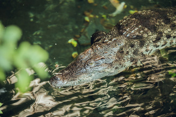 Close up of Crocodile in water