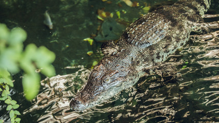 Crocodile in water