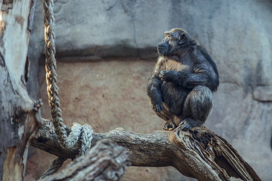 Black Chimpanzee Sitting on Tree Branch in Zoo