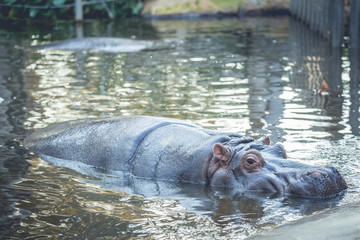 Hippopotamus resting inside the water in lake in zoo