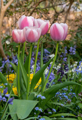 Tulips amidst other flowers reflecting the sunshine in spring, photographed outside the historic walled garden at Eastcote House Gardens, London Borough of Hillingdon, UK. 