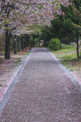 벚꽃 길