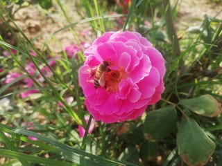 bee on a flower