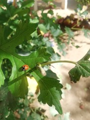 holly leaves and berries
