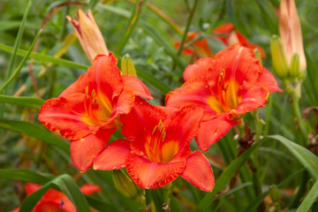Fototapeta premium orange daylilies