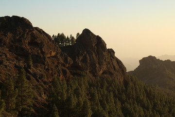 Pine tree forest in the highlands of Gran Canaria