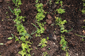 Fresh parsley in the natural environment in the garden at the garden. The concept of gardening and farming. Growing healthy herbs in the country. Natural spring background.