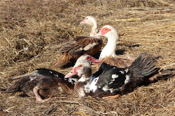 Muscovy ducks have a reast in poultry. Duck friendship