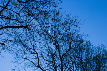 Sky after sunset with a trees and the moon