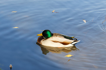 One mallard on the water close-up. Duck on the pond.