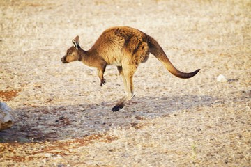 Känguru springt davon