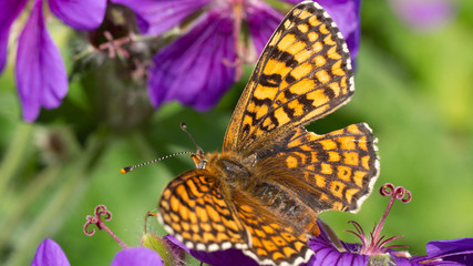 motyl dostojka aglaja © Roman