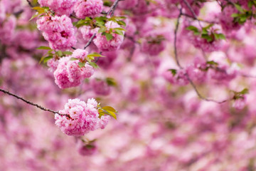 Beautiful pink cherry blossoms blooming in spring