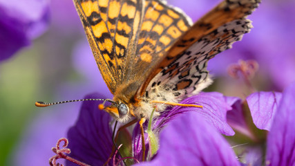 motyl dostojka aglaja © Roman