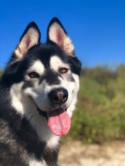 Malamute