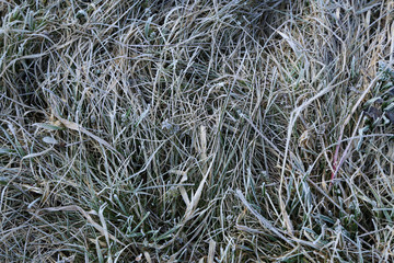 Ice crystals on meadow grass close up