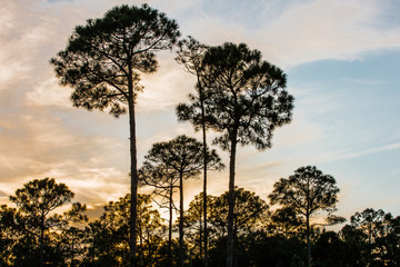 Fototapeta na wymiar Long-leaf pines silhouetted by the springtime Florida sunset at Topsail Hill Preserve State Park, Santa Rosa Beach, Florida