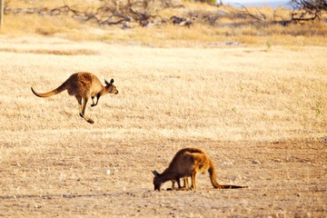 Kängurus auf Kangaroo Island