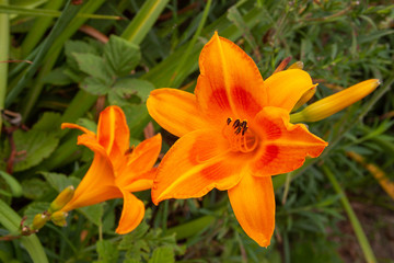Orange daylily pair
