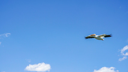 Fototapeta na wymiar pelican 