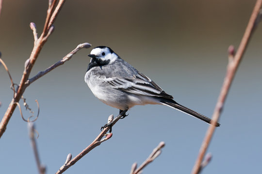 Detailed Picture of the The white wagtail, Motacilla alba, small passerine bird in the family Motacillidae sitting on the branch of the bush without leaves in early spring sunny day in Czech Republic.