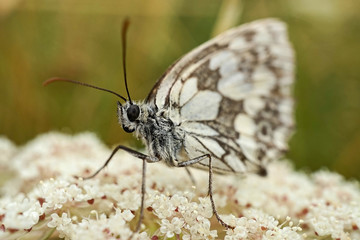 Nahansicht eines Schachbrettfalters