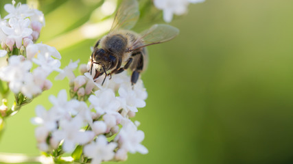 kwiat macro pszczoła