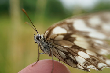 Nahansicht eines Schachbrettfalters