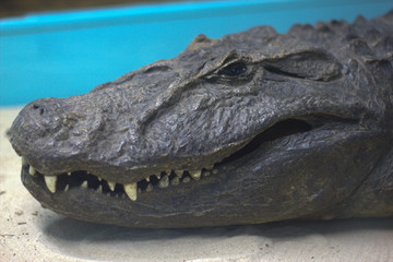 Crocodile in the museum