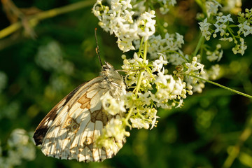 Nahansicht eines Schachbrettfalters