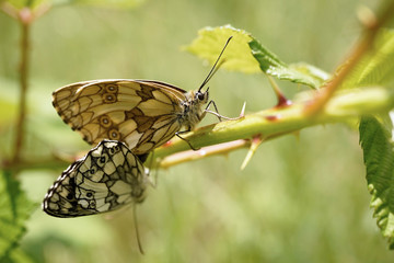 Zwei Schachbrettfalter bei der Paarung