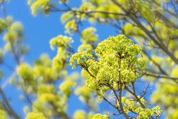 Maple flowers in early spring.