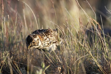 Female Lapland Longspur searching for food among arctic grass, near Arviat, Nunavut