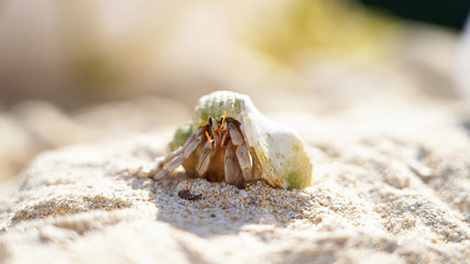 A hermit crab in a sea shell crawls on a sandy shore, a mollusk on the ocean. Background marine theme