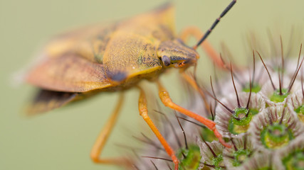 kwiat macro żuk